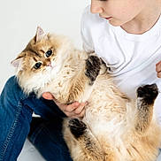 Mishka is registered to the contest to win money with this photo: animal, boy, casual_clothing, cat, child, comfort, cute, domestic, fluffy, furry, holding, indoor, jeans, looking, pet, portrait, tender, white_background, white_shirt, young
