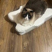 Calli is registered to the contest to win money with this photo: cat, fluffy_cat, white_cushion, wooden_floor, indoor, pet, animal, relaxing, feline, cozy, cute, domestic_cat, star_shaped_cushion, looking_at_camera, brown_and_white, long_hair, sitting, floor, home, comfort