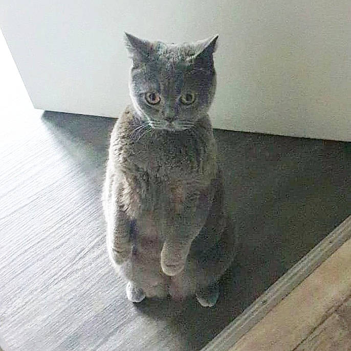 Caleb is registered to the contest to win money with this photo: asian, british_semi_longhair, british_shorthair, carnivore, cat, chartreux, domestic_short_haired_cat, european_shorthair, felidae, german_rex, kitten, korat, mammal, russian_blue, small_to_medium_sized_cats, snout, vertebrate, whiskers