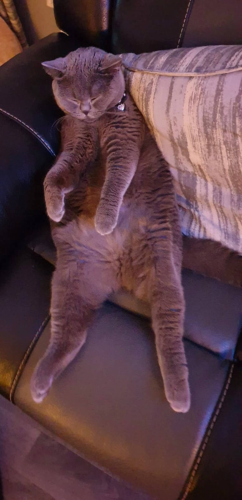 Caleb is registered to the contest to win money with this photo: asian, british_shorthair, carnivore, cat, chartreux, claw, domestic_short_haired_cat, felidae, korat, mammal, paw, russian_blue, small_to_medium_sized_cats, tail, vertebrate, whiskers