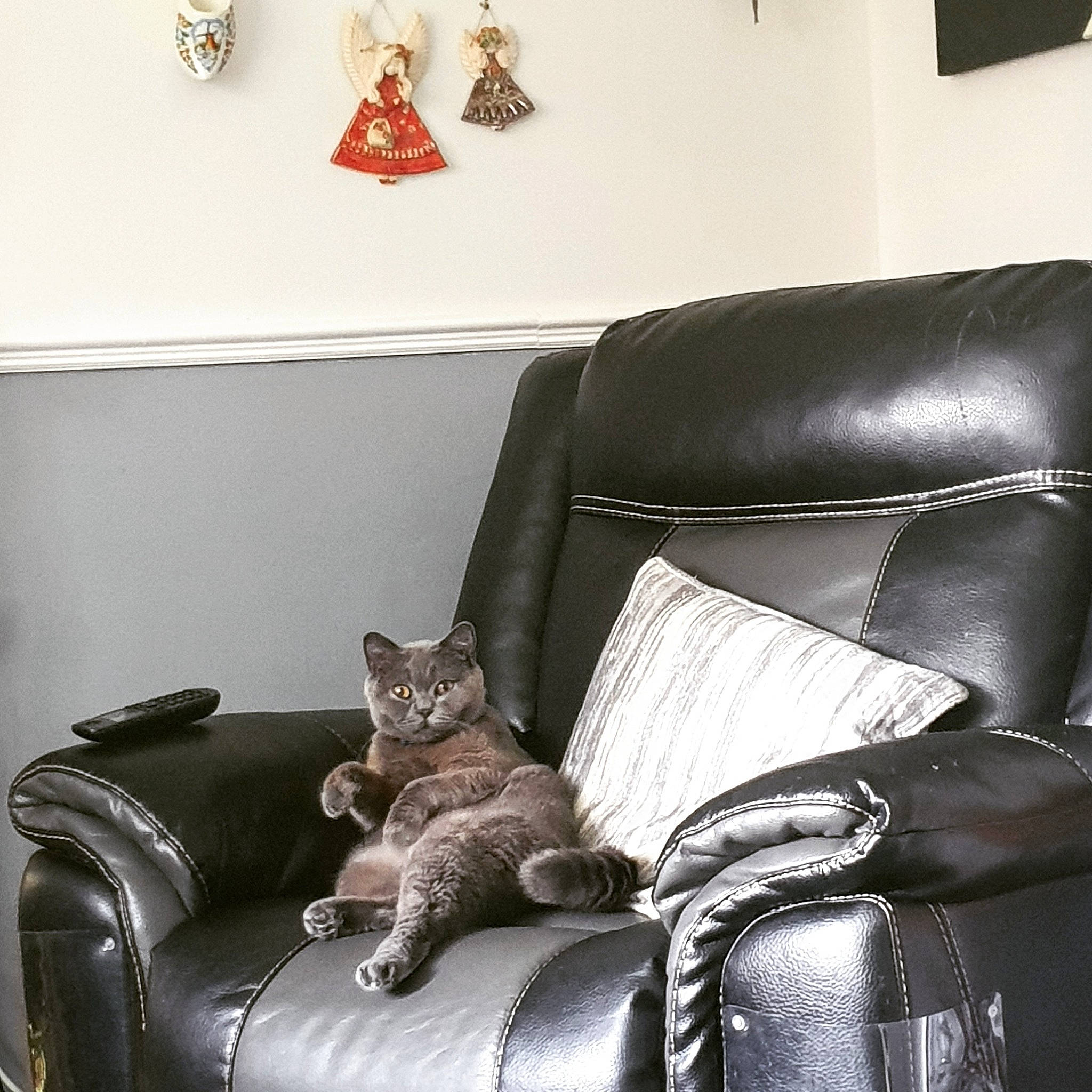 Caleb joined the competition — help win amazing prizes! carnivore, cat, chair, comfort, couch, felidae, fur, furniture, home, house, interior_design, kitten, living_room, recliner, room, sitting, slipcover, small_to_medium_sized_cats, whiskers