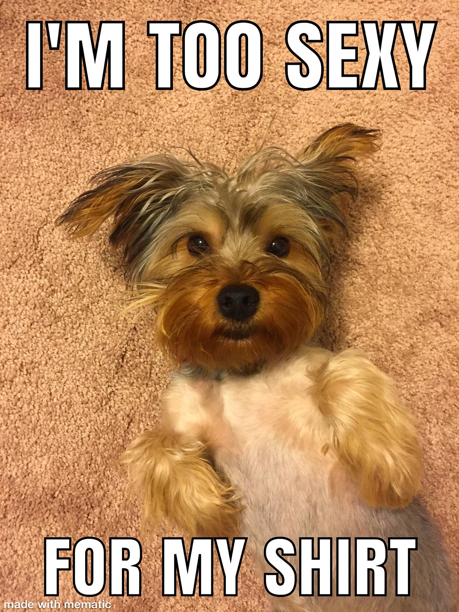 Kingston is registered to the contest to win money with this photo: australian_silky_terrier, biewer_terrier, canidae, carnivore, chinese_imperial_dog, companion_dog, dog, dog_breed, morkie, photo_caption, puppy, puppy_love, rare_breed_dog, small_terrier, snout, terrier, toy_dog, yorkipoo, yorkshire_terrier
