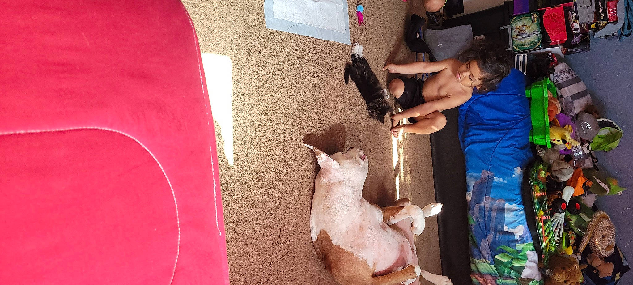 Thor joined the competition — help win amazing prizes! canidae, carnivore, cat, companion_dog, dog_breed, fawn, felidae, fun, fur, magenta, non_sporting_group, room, small_to_medium_sized_cats, sporting_group, t_shirt, tail, whiskers