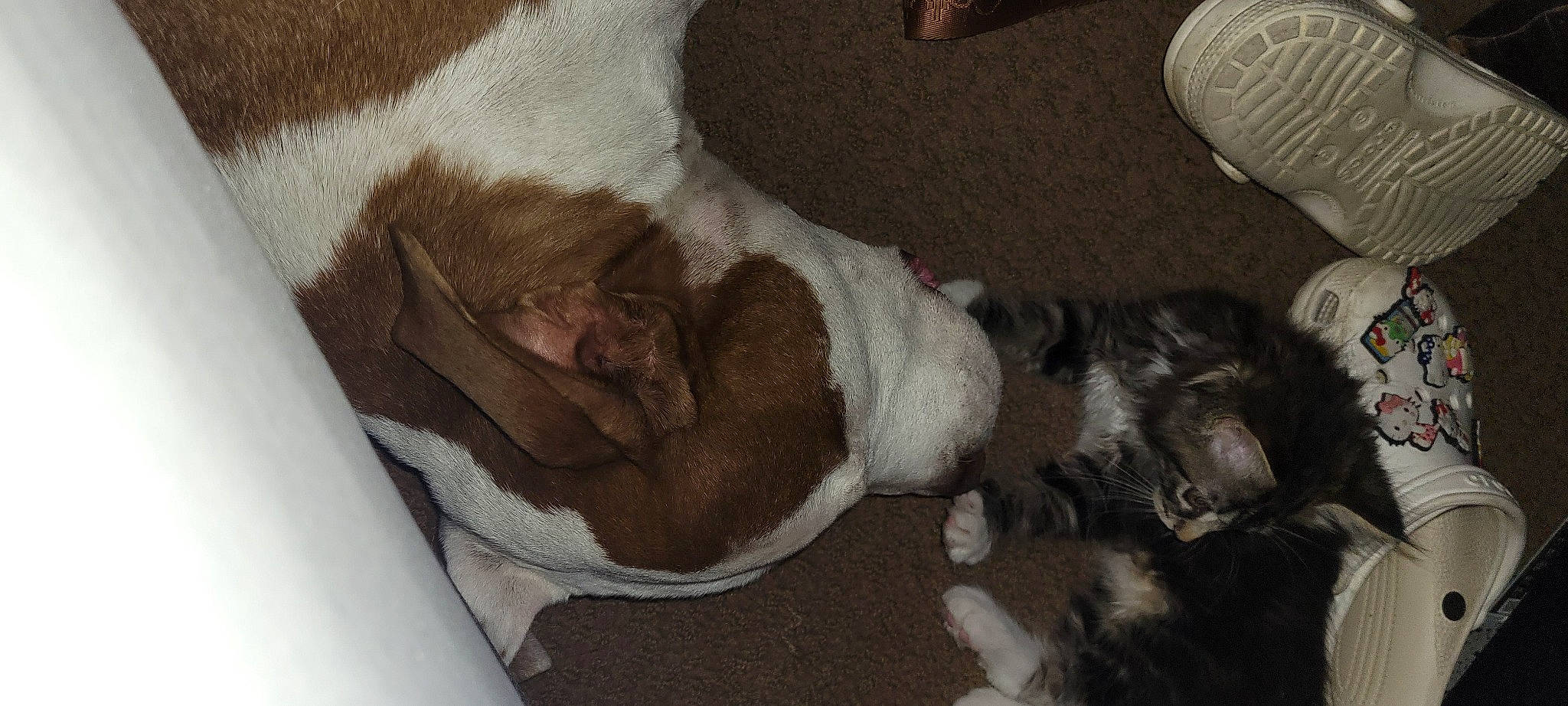 Thor joined the competition — help win amazing prizes! canidae, carnivore, comfort, companion_dog, couch, dog, dog_breed, fawn, fur, grey, linens, liver, nap, non_sporting_group, paw, snout, sporting_group, tail, whiskers, working_animal