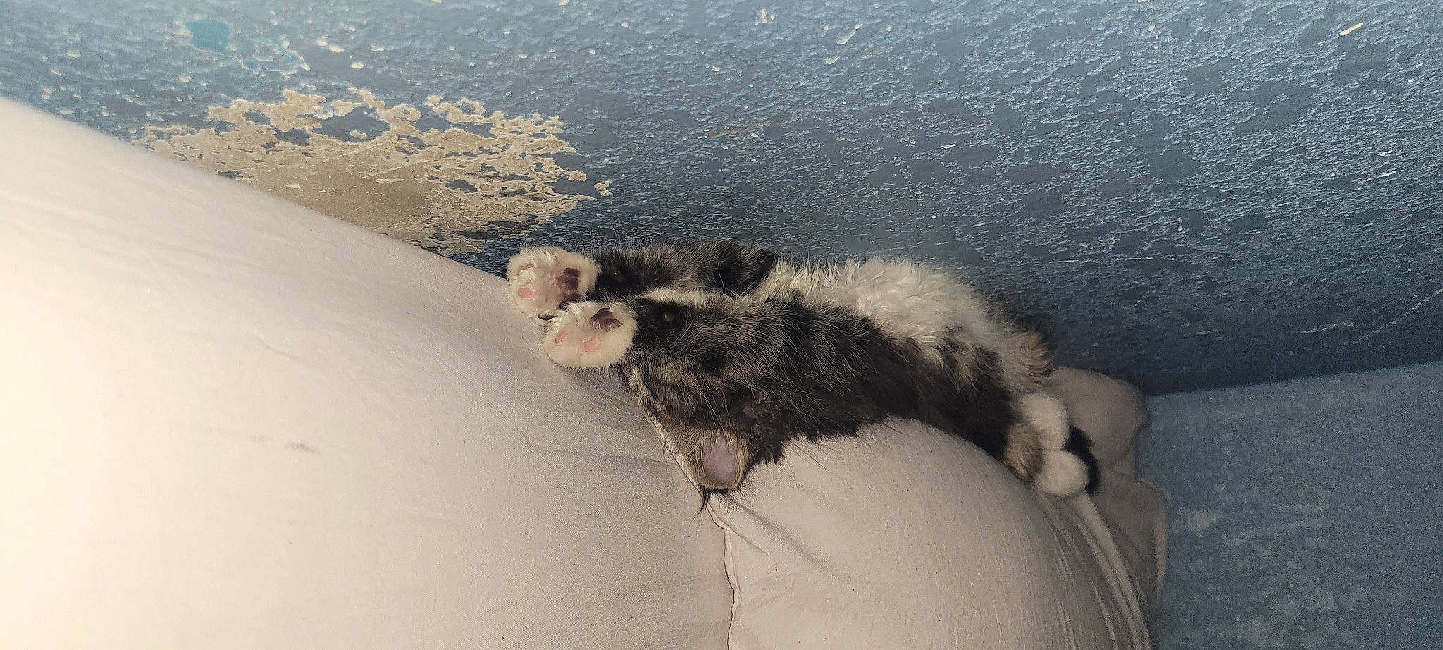 Sox is registered to the contest to win money with this photo: canidae, carnivore, claw, comfort, companion_dog, dog_breed, felidae, fur, herding_dog, landscape, paw, sand, small_to_medium_sized_cats, snout, sporting_group, tail, water, whiskers, wildlife, winter