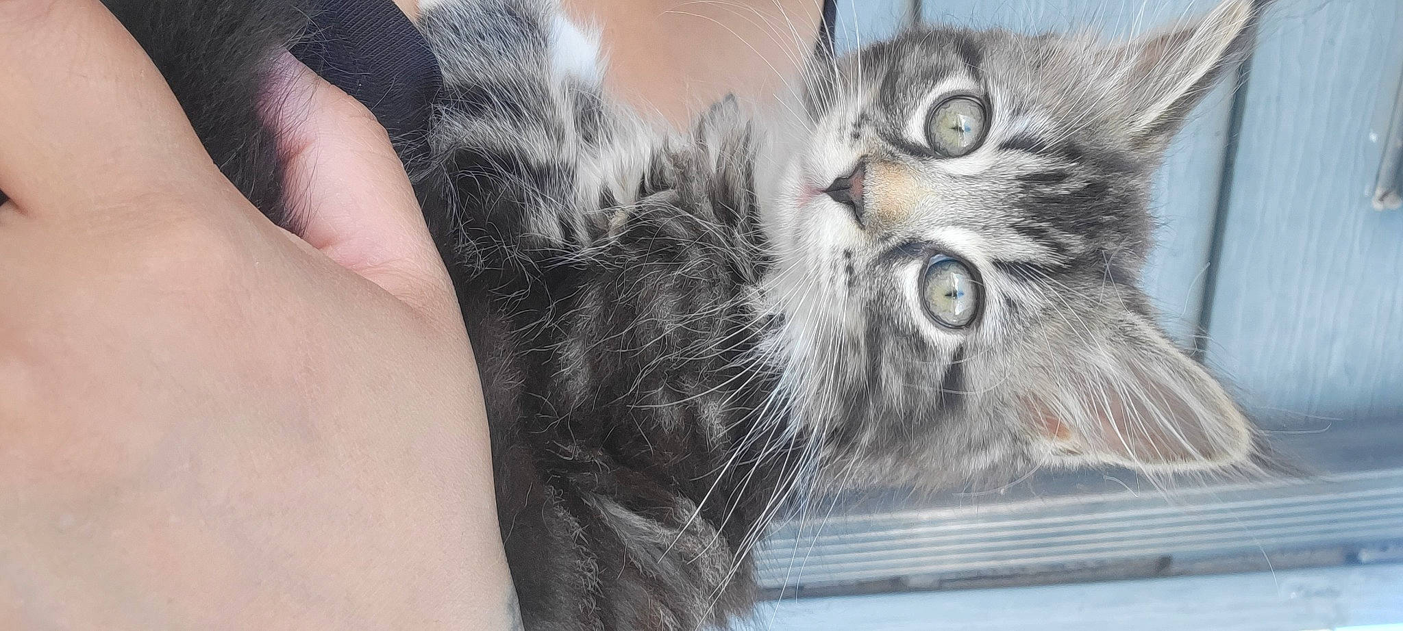 Sox is registered to the contest to win money with this photo: carnivore, cat, claw, comfort, domestic_short_haired_cat, eye, felidae, fur, gesture, paw, small_to_medium_sized_cats, snout, tail, terrestrial_animal, whiskers