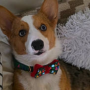 Blu is registered to the contest to win money with this photo: dog, corgi, pet, bow_tie, collar, cute, indoors, couch, pillow, fur, brown, white, ears, face, looking_up, animal, domestic_animal, companion, expression, resting