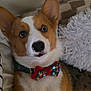 dog, corgi, pet, bow_tie, collar, cute, indoors, couch, pillow, fur, brown, white, ears, face, looking_up, animal, domestic_animal, companion, expression, resting