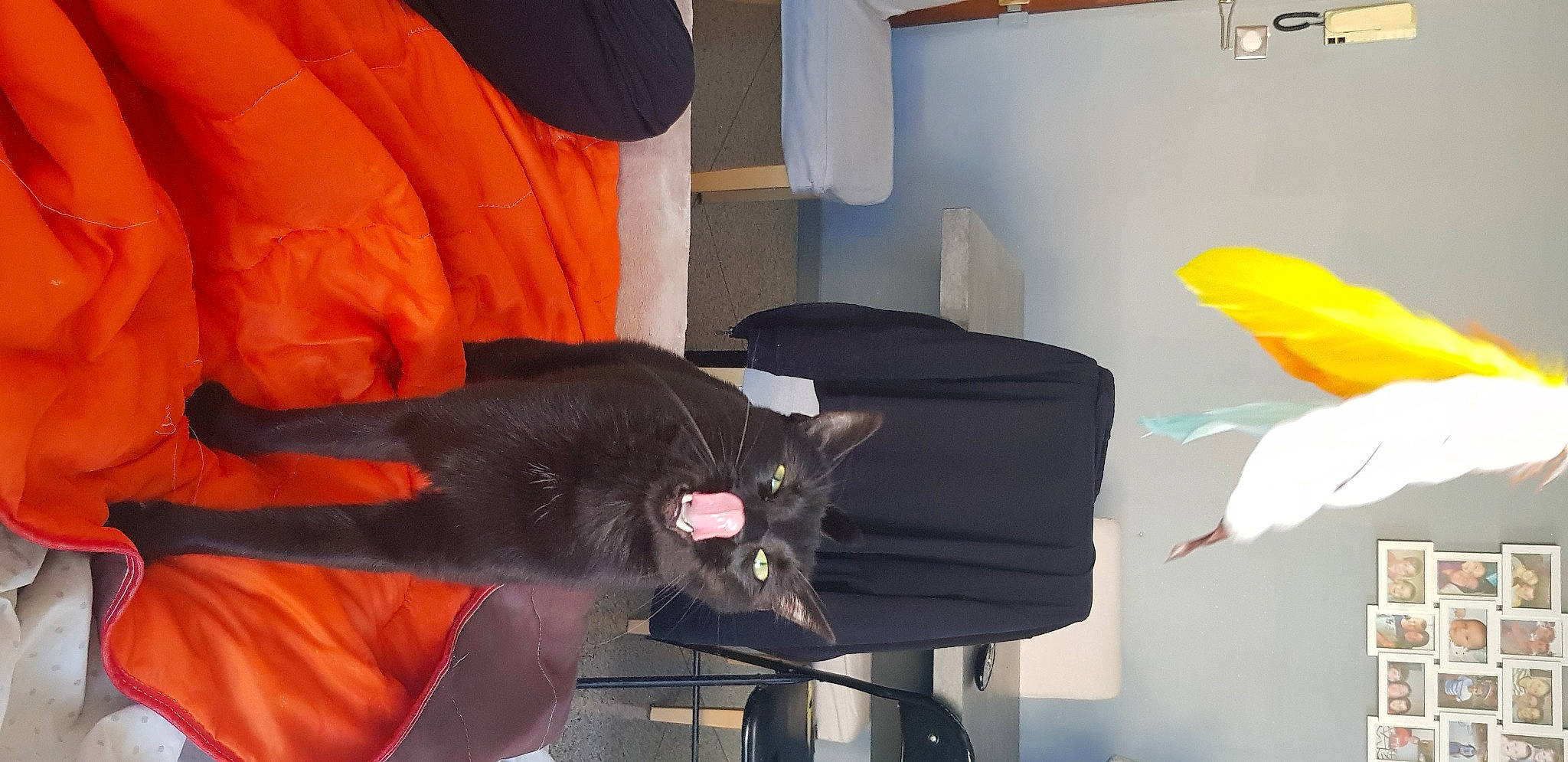 Yummi a rejoint le concours — aidez-le/la à gagner de superbes lots ! black_cat, carnivore, cat, comfort, curtain, domestic_short_haired_cat, felidae, flooring, fur, household_supply, orange, picture_frame, room, small_to_medium_sized_cats, tail, whiskers, yellow