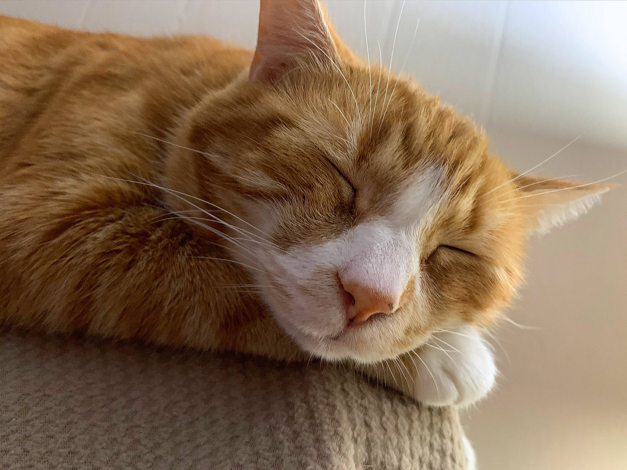 Pedro joined the competition — help win amazing prizes! carnivore, cat, claw, comfort, domestic_short_haired_cat, ear, eye, fawn, felidae, fur, hair, head, paw, small_to_medium_sized_cats, snout, tail, terrestrial_animal, tree, whiskers, wood