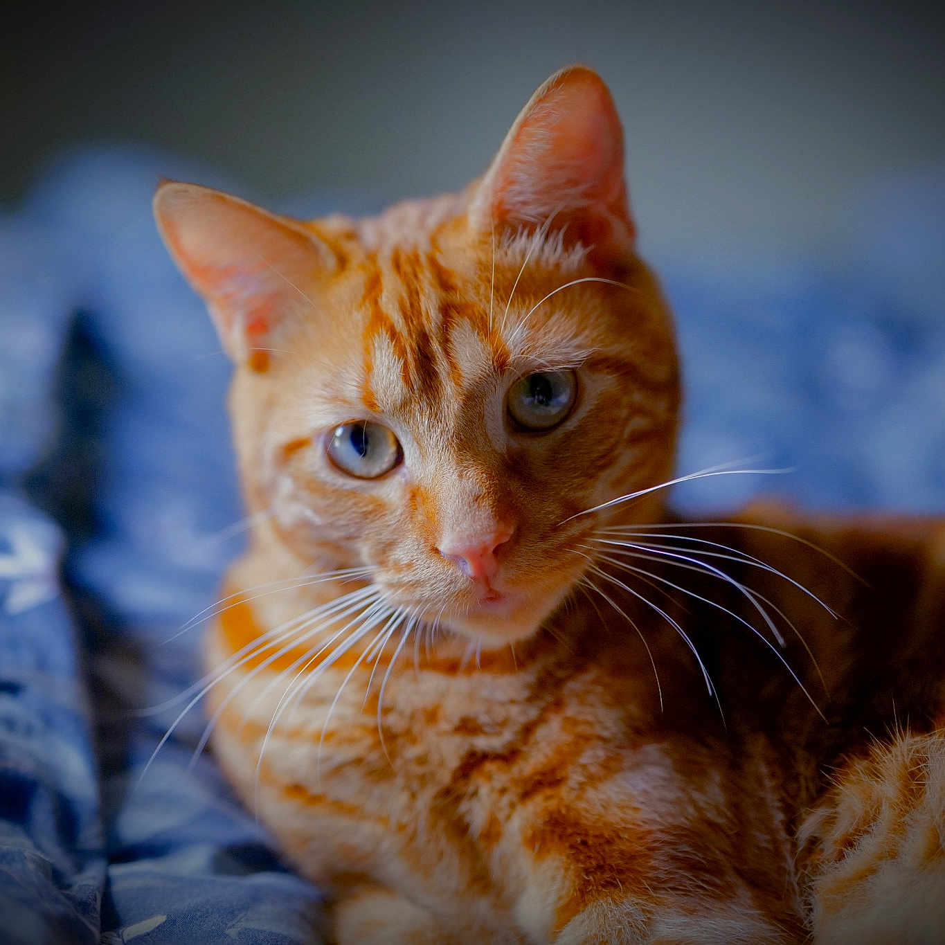Caramel