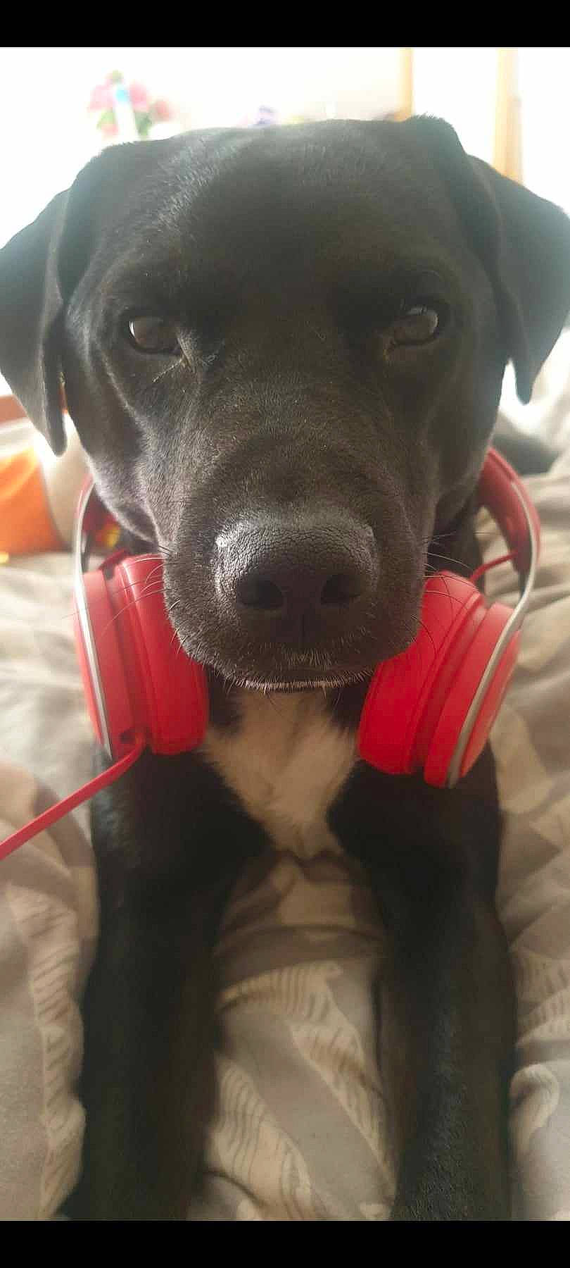 Benji is registered to the contest to win money with this photo: borador, canidae, carnivore, collar, companion_dog, dog, dog_breed, dog_collar, dog_supply, ear, fashion_accessory, fur, leash, liver, personal_protective_equipment, pet_supply, snout, sporting_group, whiskers, working_animal