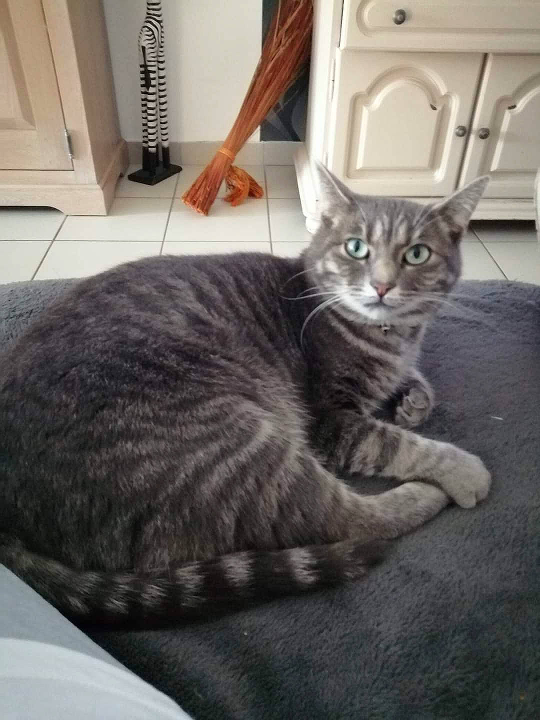 Mistigri a rejoint le concours — aidez-le/la à gagner de superbes lots ! carnivore, cat, cat_supply, comfort, domestic_short_haired_cat, door, felidae, flooring, fur, grey, hardwood, monochrome, monochrome_photography, room, sitting, small_to_medium_sized_cats, tail, whiskers