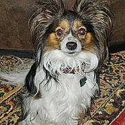 Scout is registered to the contest to win money with this photo: alert, animal, black, brown, canine, carpet, collar, curious, cute, dog, domestic, ears, fur, furniture, indoor, papillon, patterned_rug, pet, sitting, white