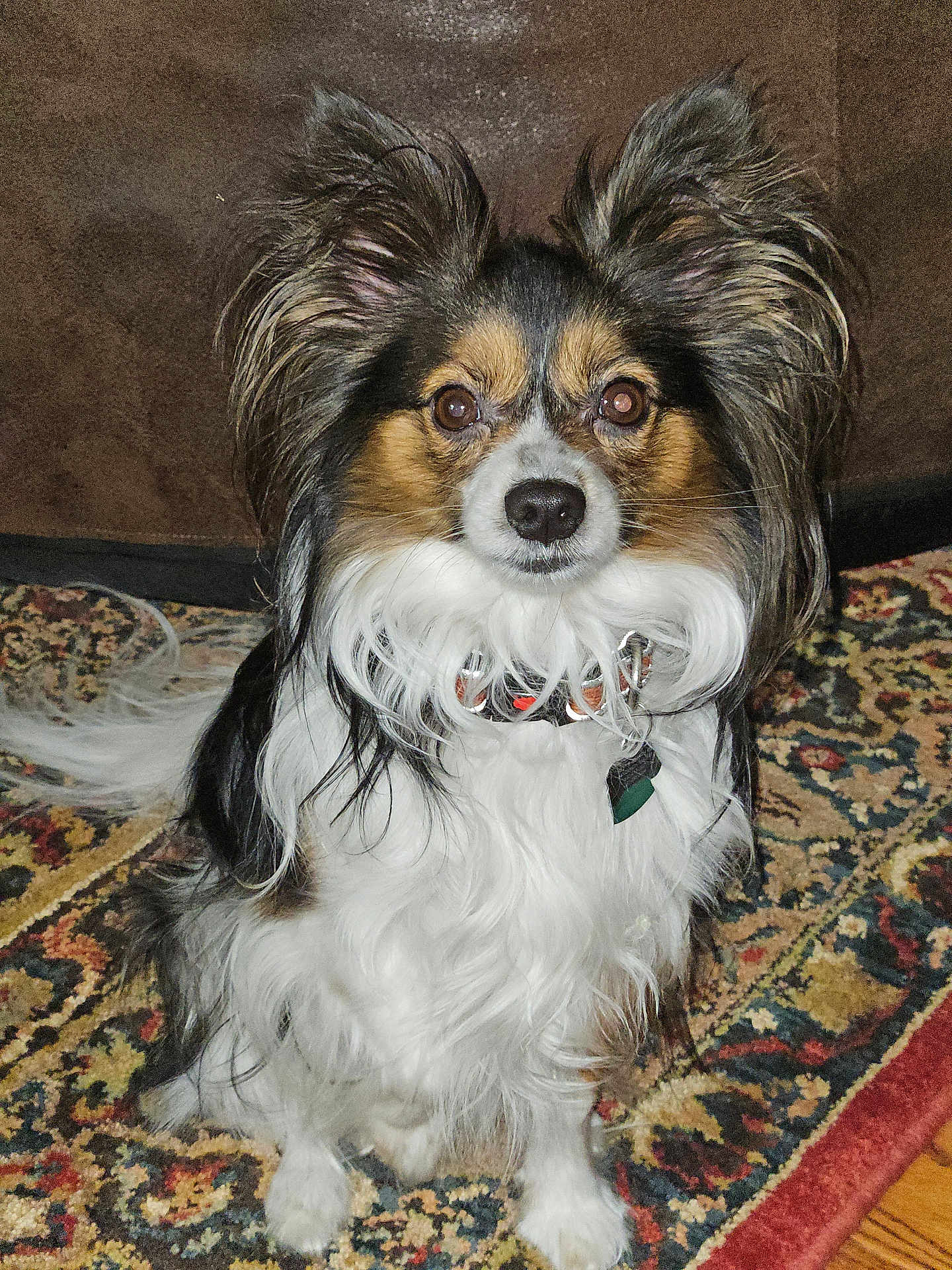 Scout