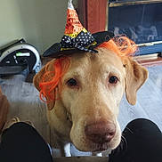 Bjorn is registered to the contest to win money with this photo: dog, labrador, pet, animal, costume, hat, orange_hair, indoor, floor, fireplace, curly_hair, looking_up, close_up, cute, domestic_animal, mammal, head, ears, nose, eyes