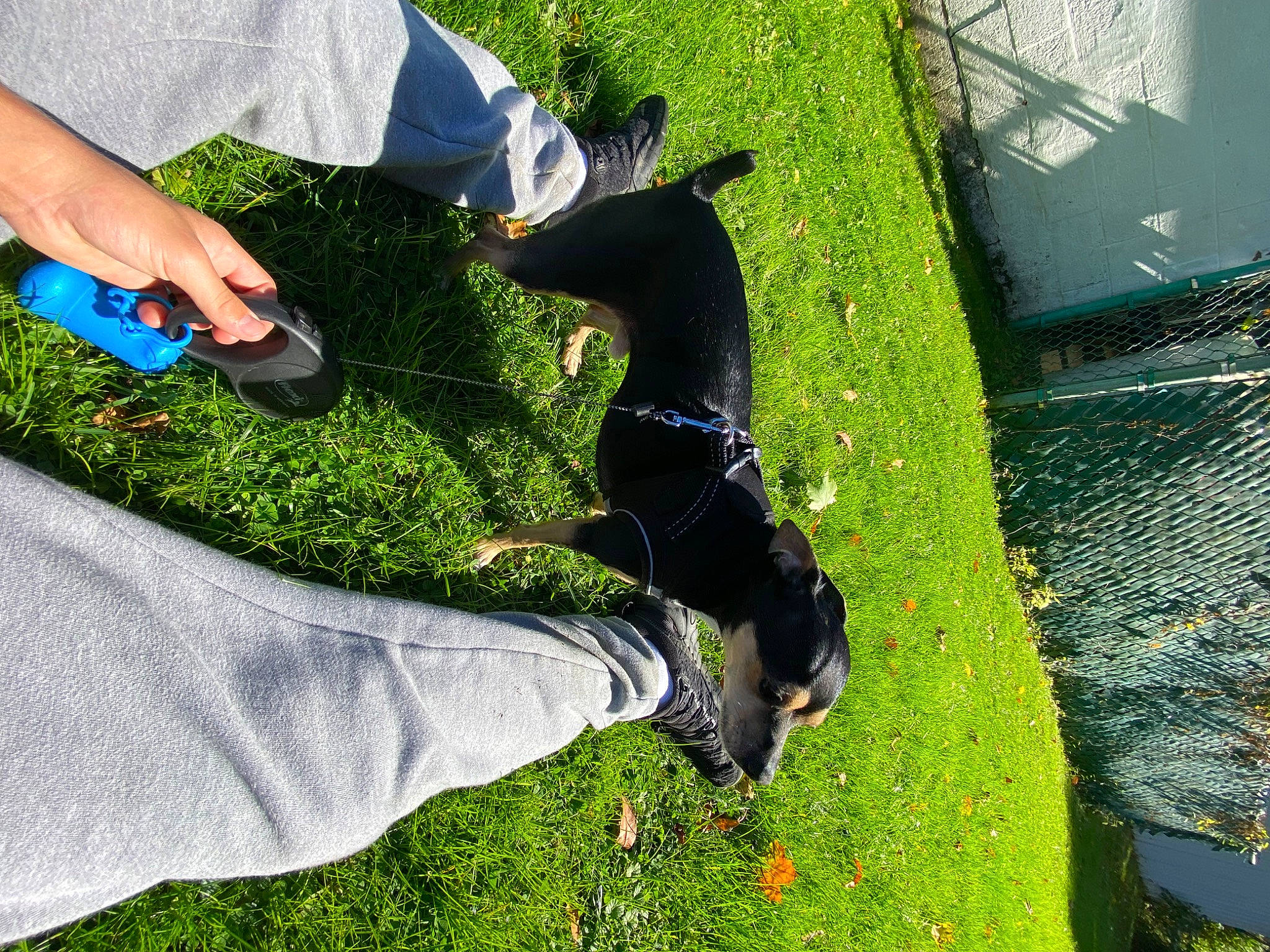 Kozmo is registered to the contest to win money with this photo: beak, canidae, carnivore, companion_dog, dog, dog_breed, glove, grass, grass_family, guard_dog, human_leg, knee, lawn, leisure, people_in_nature, plant, sporting_group, tail, tree, wrist