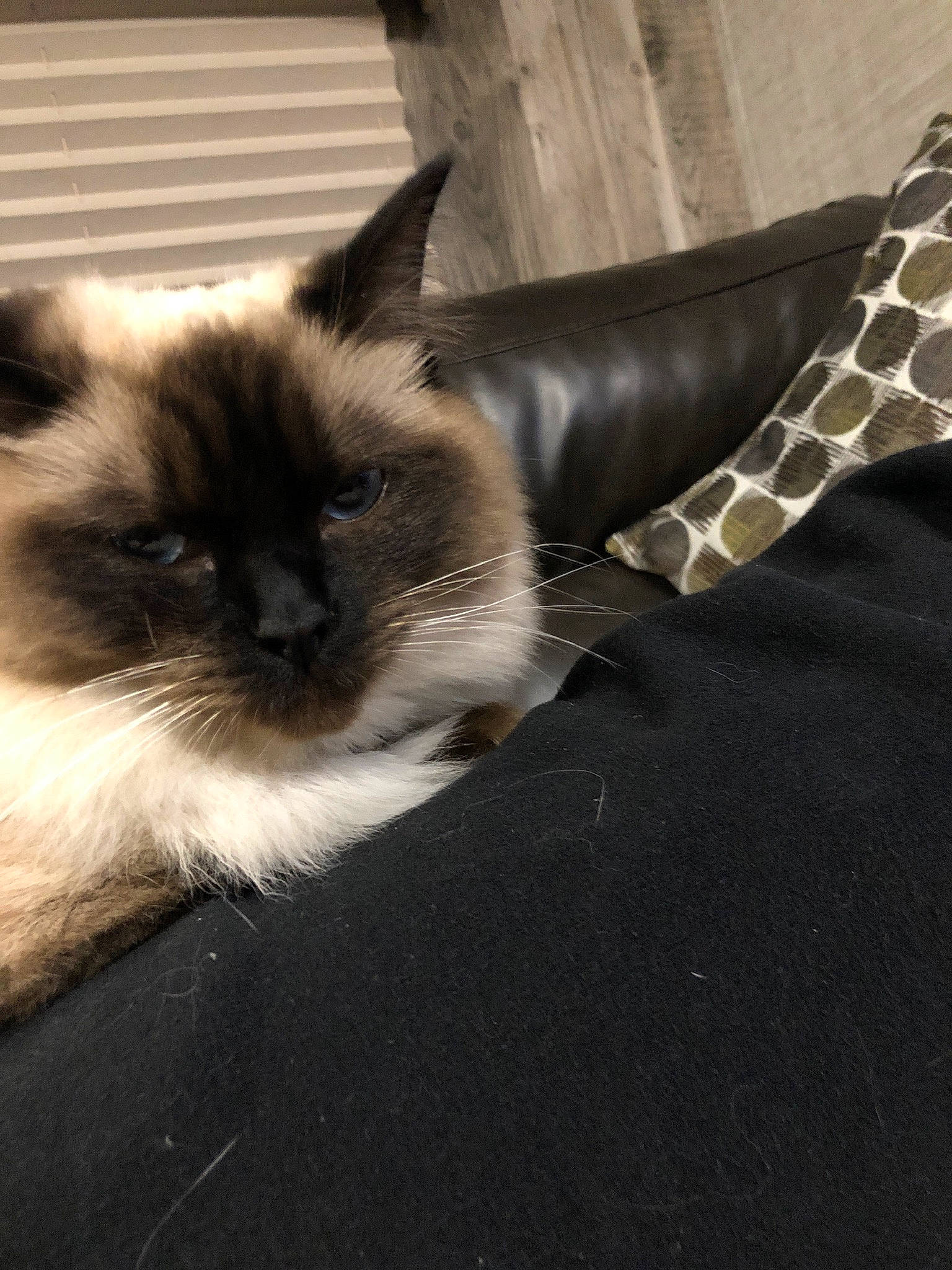 Alina joined the competition — help win amazing prizes! balinese, birman, carnivore, cat, domestic_long_haired_cat, fawn, felidae, himalayan, kitten, mammal, ragdoll, siamese, small_to_medium_sized_cats, tail, thai, tonkinese, vertebrate, whiskers