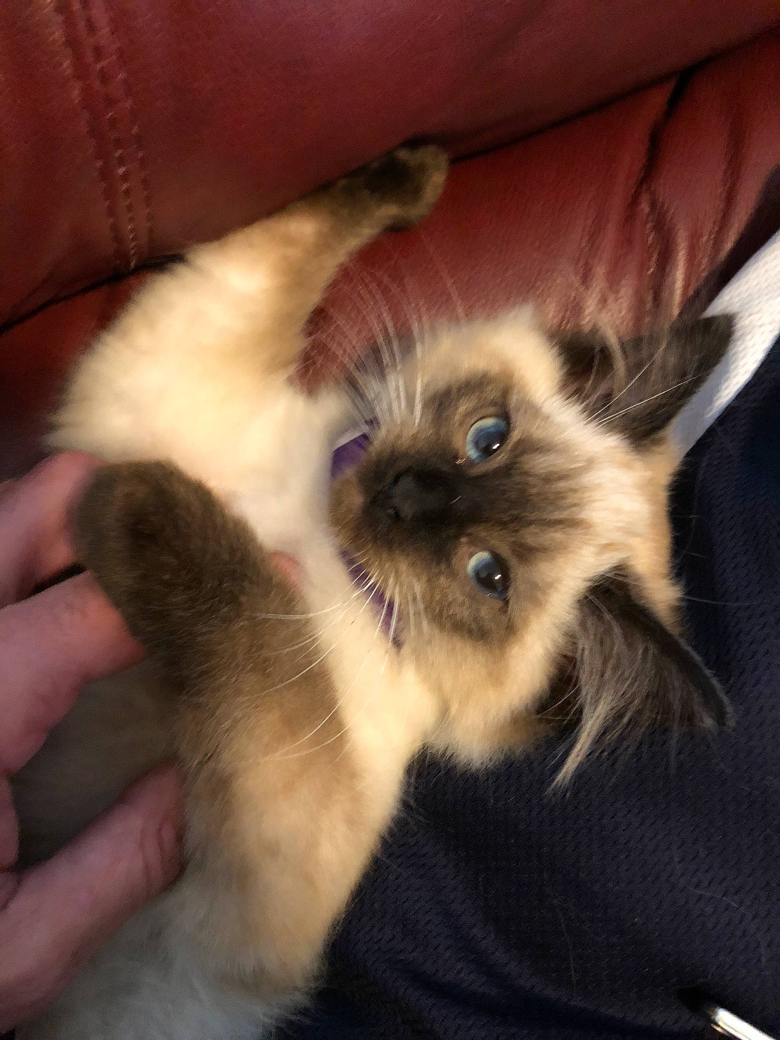 Alina joined the competition — help win amazing prizes! balinese, birman, carnivore, cat, domestic_long_haired_cat, ear, eye, felidae, fur, himalayan, iris, kitten, mammal, ragdoll, siamese, small_to_medium_sized_cats, snout, thai, vertebrate, whiskers