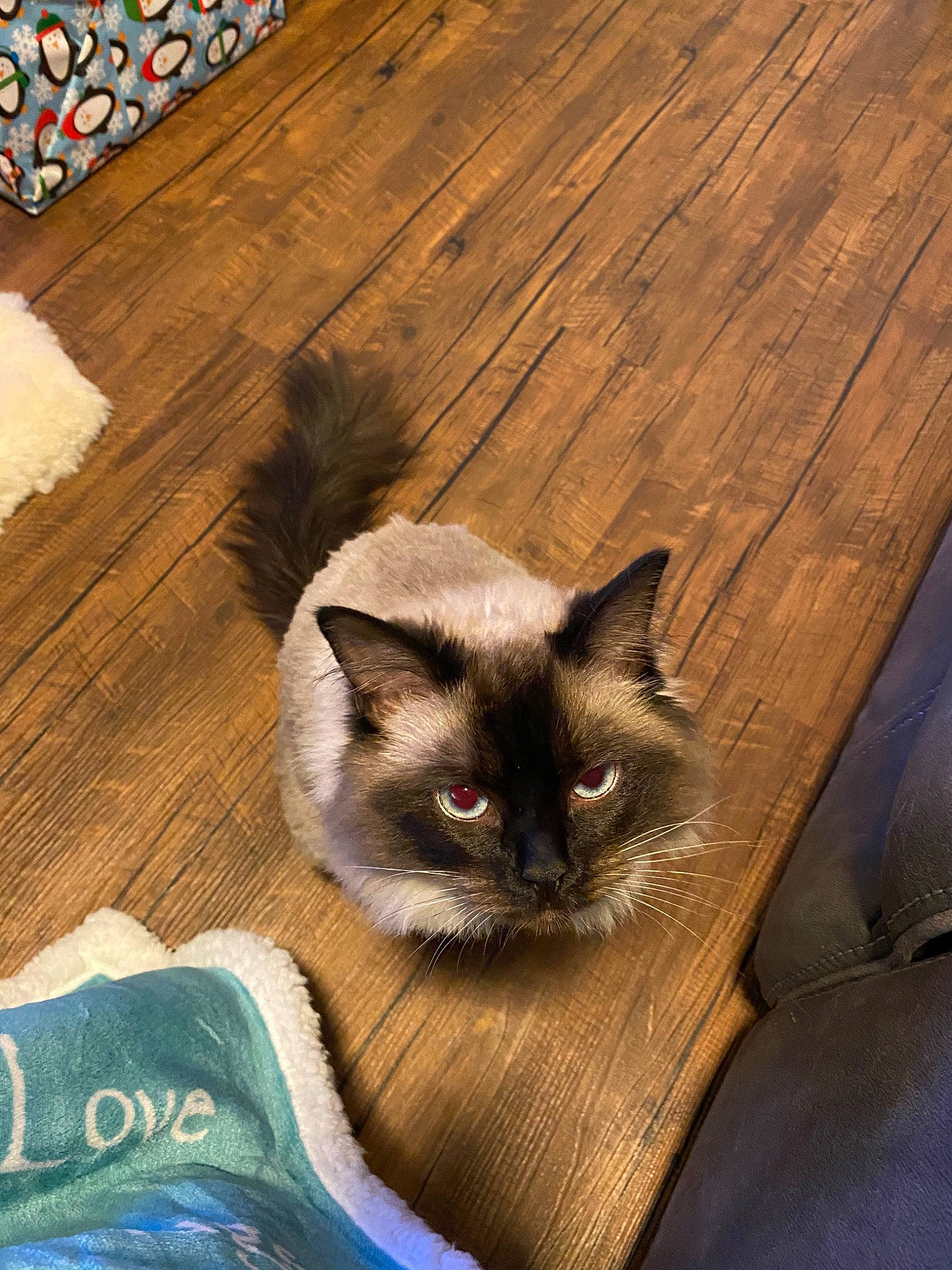 Alina joined the competition — help win amazing prizes! balinese, birman, carnivore, cat, domestic_long_haired_cat, fawn, felidae, fur, hardwood, himalayan, mammal, ojos_azules, ragamuffin, ragdoll, siamese, small_to_medium_sized_cats, snowshoe, thai, whiskers, wood