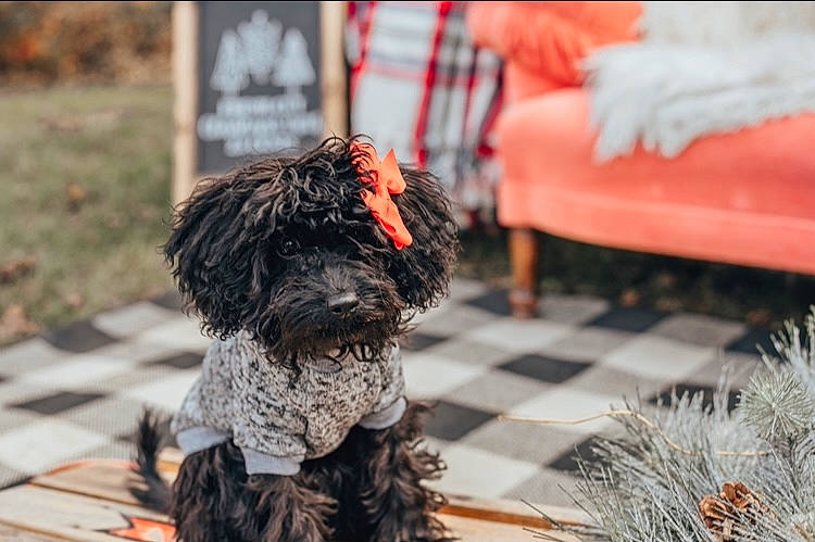 Stella joined the competition — help win amazing prizes! canidae, carnivore, comfort, companion_dog, couch, dog, dog_breed, dog_collar, dog_supply, fur, labradoodle, plant, small_terrier, snout, sporting_group, studio_couch, terrier, toy_dog, water_dog, winter