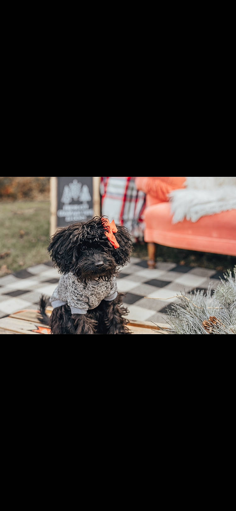 Stella joined the competition — help win amazing prizes! carnivore, companion_dog, couch, darkness, dog, dog_breed, flooring, font, fur, monochrome, monochrome_photography, pattern, plant, rectangle, small_terrier, snout, sporting_group, tints_and_shades, toy_dog, winter