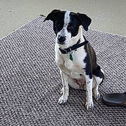 Trixie joined the competition — help win amazing prizes! alert, animal, black_and_white, collar, companion, cute, dog, domestic_animal, ears, floor, footwear, indoor, looking_up, paw, pet, rug, sandal, sitting, tag, textured_rug
