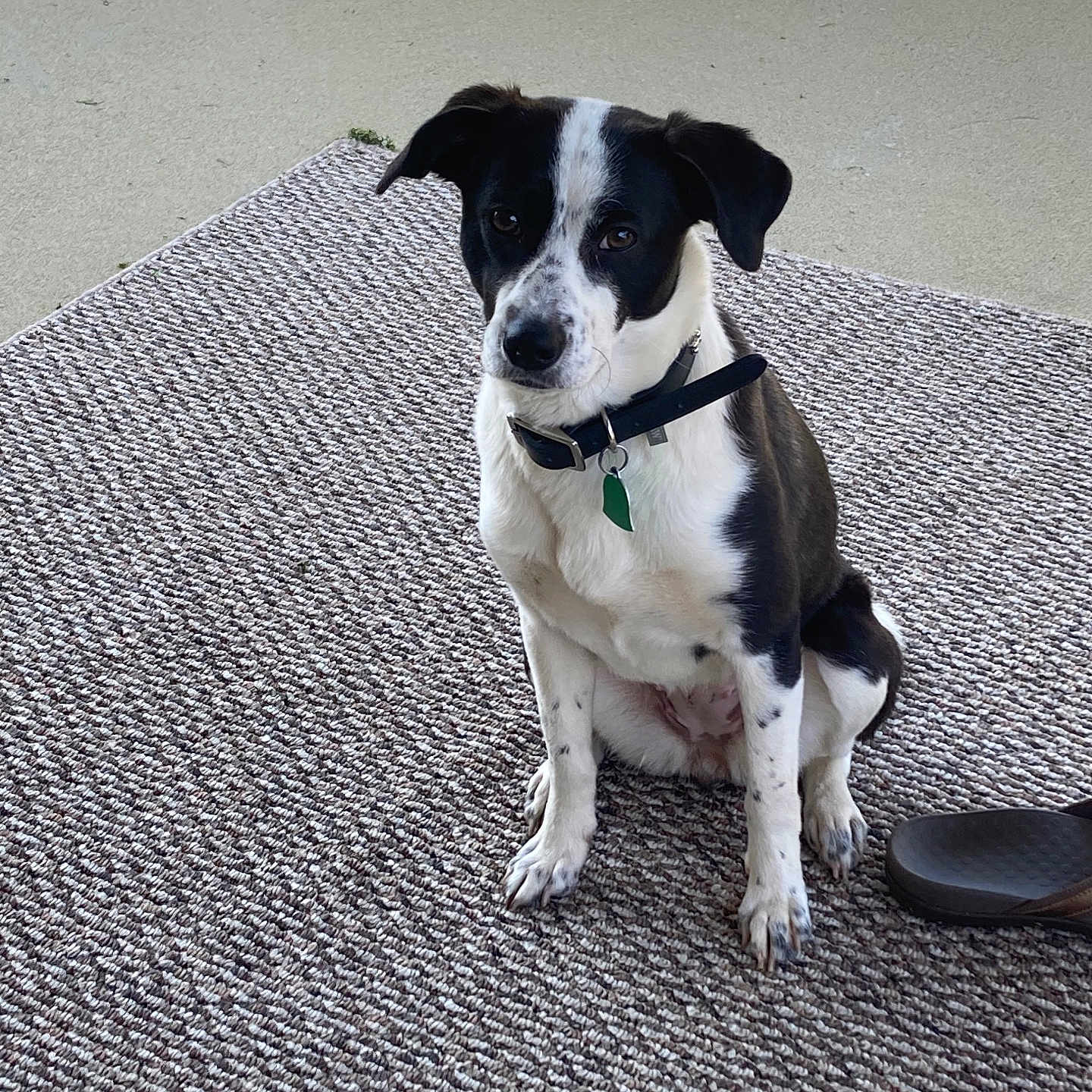 Trixie joined the competition — help win amazing prizes! alert, animal, black_and_white, collar, companion, cute, dog, domestic_animal, ears, floor, footwear, indoor, looking_up, paw, pet, rug, sandal, sitting, tag, textured_rug