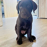 Atika participe au concours pour gagner de l'argent avec cette photo : puppy, dog, labrador, brown, indoor, wooden_floor, kitchen, window, natural_light, pet, animal, young, cute, sitting, domestic, fur, eyes, floor, home, cozy