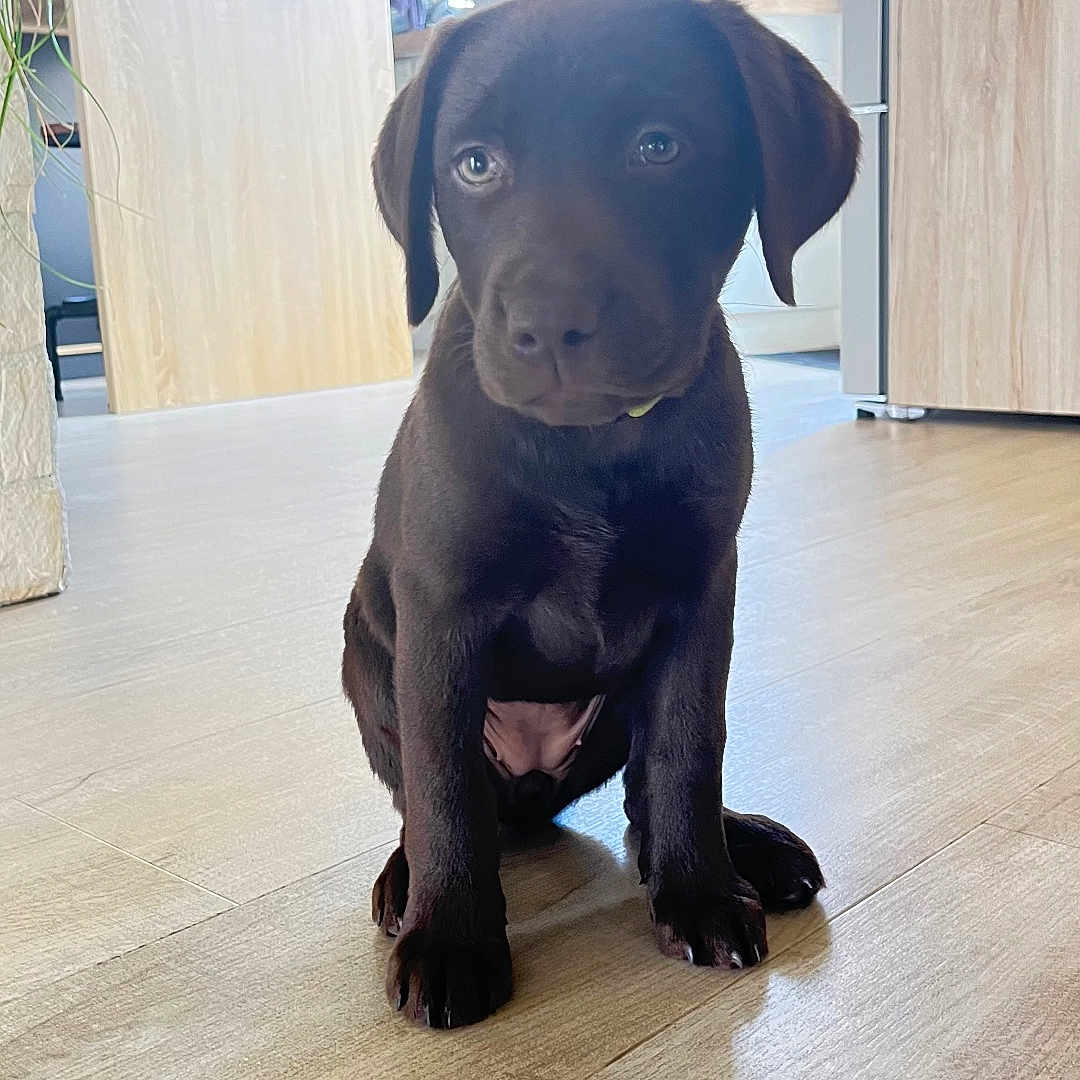 Atika participe au concours pour gagner de l'argent avec cette photo : animal, brown, cozy, cute, dog, domestic, eyes, floor, fur, home, indoor, kitchen, labrador, natural_light, pet, puppy, sitting, window, wooden_floor, young