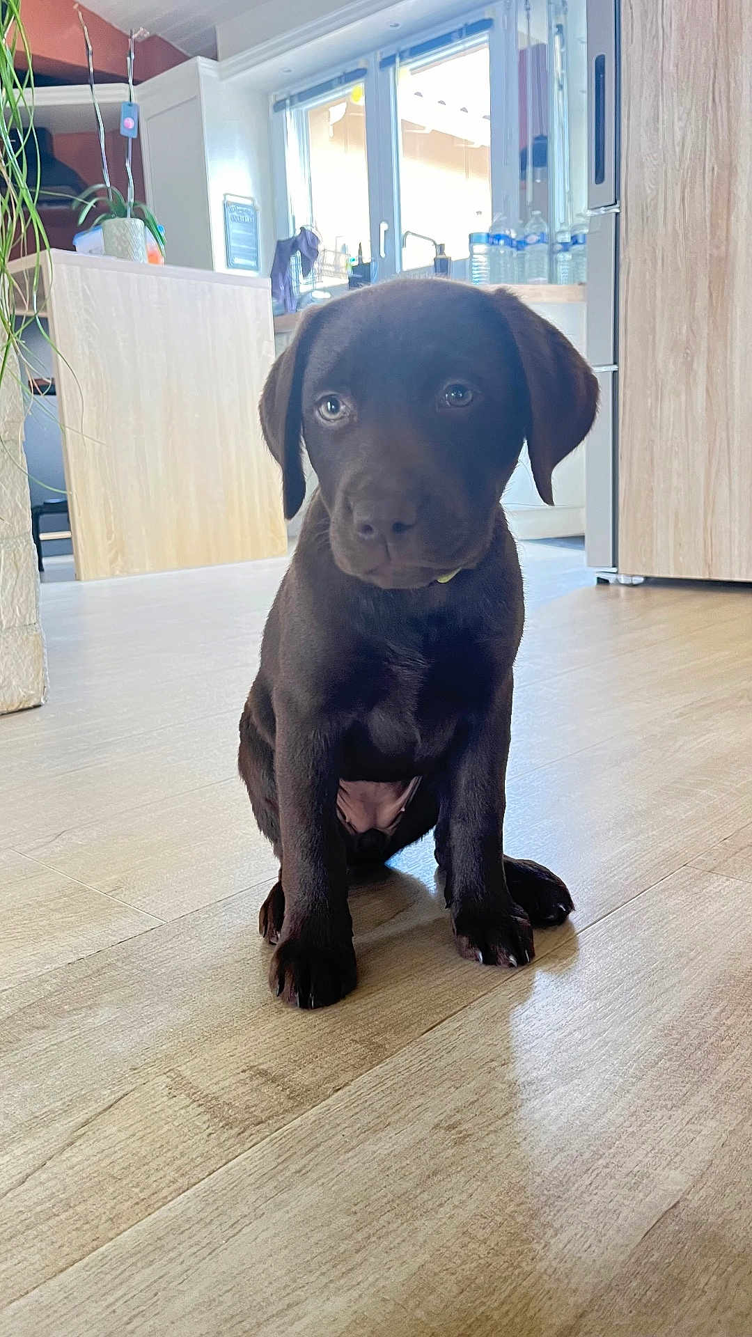 Atika participe au concours pour gagner de l'argent avec cette photo : puppy, dog, labrador, brown, indoor, wooden_floor, kitchen, window, natural_light, pet, animal, young, cute, sitting, domestic, fur, eyes, floor, home, cozy
