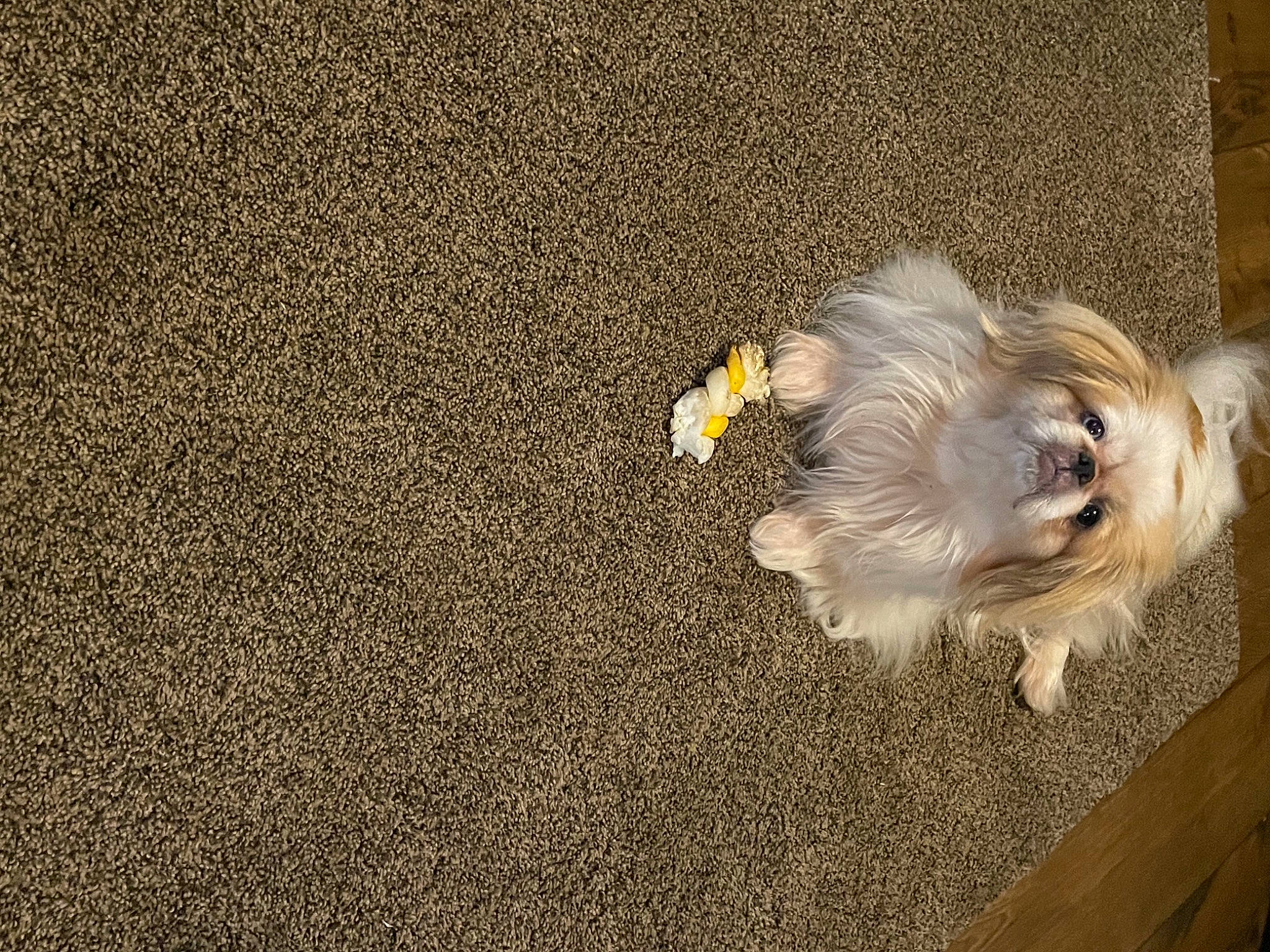 Gidget
