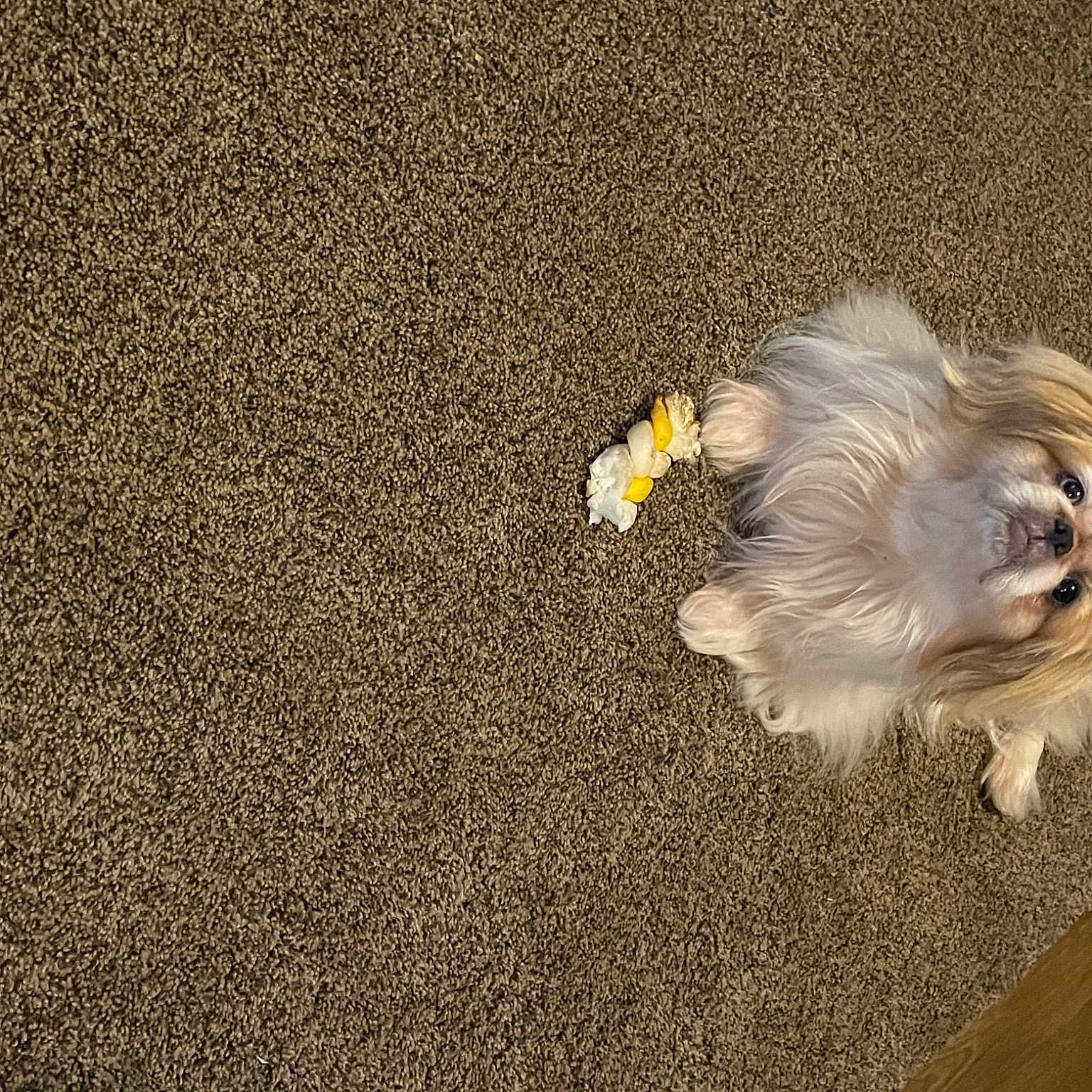 Gidget