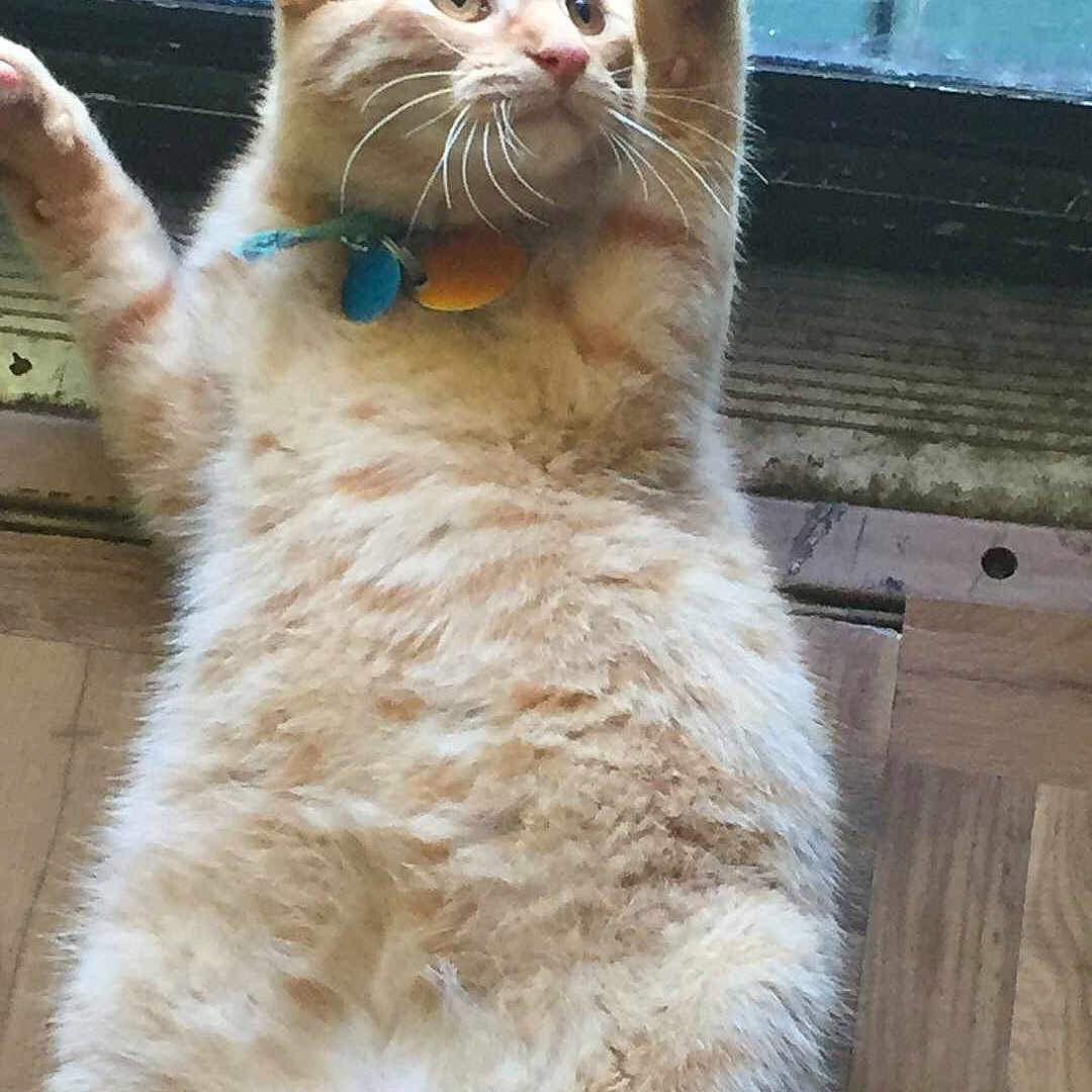 Sunshine