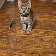 Zoro is registered to the contest to win money with this photo: animal, bell, cat, collar, curious, cute, domestic_animal, ears, eyes, feline, fur, indoor, kitten, pet, sitting, small, tabby, whiskers, wooden_floor, young