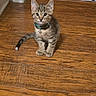 animal, bell, cat, collar, curious, cute, domestic_animal, ears, eyes, feline, fur, indoor, kitten, pet, sitting, small, tabby, whiskers, wooden_floor, young