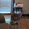 animal, cat, collar, couch, ears, feline, green_collar, home, indoor, living_room, looking_at_camera, pet, sitting, striped_fur, tabby_cat, tail, upright, whiskers, window, wooden_floor