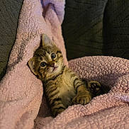 Zoro is registered to the contest to win money with this photo: kitten, cat, pet, animal, fur, cute, pink_blanket, cozy, indoor, resting, young, tabby, whiskers, paw, soft, texture, closeup, curious, small, relaxed