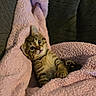 animal, cat, closeup, cozy, curious, cute, fur, indoor, kitten, paw, pet, pink_blanket, relaxed, resting, small, soft, tabby, texture, whiskers, young