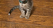 Zoro is registered to the contest to win money with this photo: animal, bell, cat, collar, curious, cute, domestic, ears, feline, floor, fur, indoor, kitten, pet, sitting, small, tabby, whiskers, wooden_floor, young