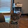 animal, blinds, cat, collar, couch, cute, feline, furniture, green_collar, indoors, kitten, living_room, pet, photography, portrait, sitting, tabby, upright, window, wood_floor