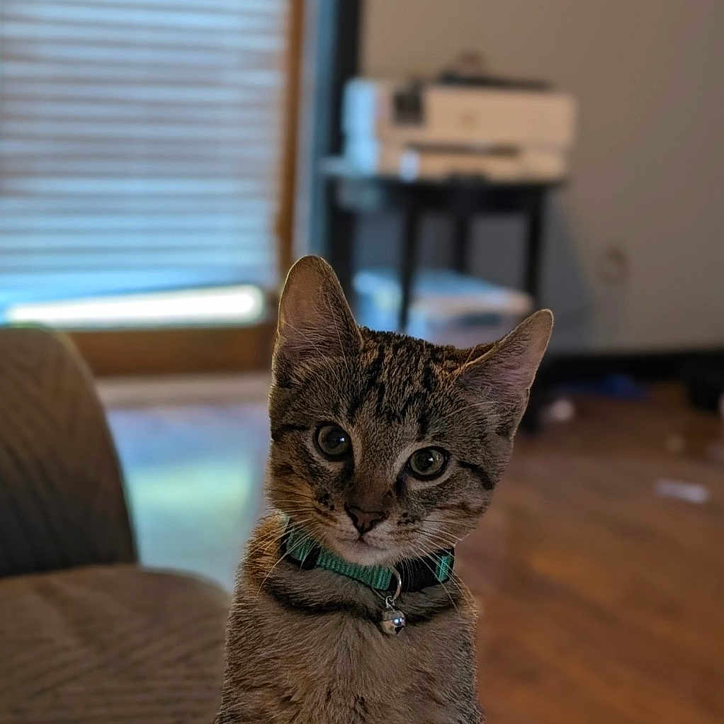 Zoro