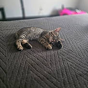 Simon joined the competition — help win amazing prizes! kitten, cat, sleeping, bed, gray, tabby, pet, indoor, cozy, animal, fur, cute, resting, paws, texture, blurred_background, peaceful, young, small, relaxing