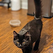 Puddin joined the competition — help win amazing prizes! alert, animal, black_cat, cat, close_up, domestic_cat, dramatic_lighting, furry, golden_eyes, home, indoors, kitchen, long_tail, pet, portrait, sharp_focus, standing, tail_up, walking, wooden_floor