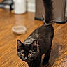 alert, animal, black_cat, cat, close_up, domestic_cat, dramatic_lighting, furry, golden_eyes, home, indoors, kitchen, long_tail, pet, portrait, sharp_focus, standing, tail_up, walking, wooden_floor