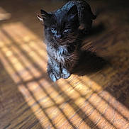 Puddin joined the competition — help win amazing prizes! kitten, cat, black_cat, blue_eyes, fur, pet, animal, wooden_floor, sunlight, shadow, indoor, cute, small, young, feline, domestic_animal, portrait, closeup, daylight, soft_light