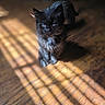 animal, black_cat, blue_eyes, cat, closeup, cute, daylight, domestic_animal, feline, fur, indoor, kitten, pet, portrait, shadow, small, soft_light, sunlight, wooden_floor, young