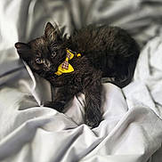 Puddin is registered to the contest to win money with this photo: animal, bed, black_cat, blanket, bow_tie, cat, cozy, cute, domestic_cat, feline, fur, indoor, kitten, pet, relaxed, resting, sleepy, soft, whiskers, young