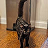 animal, black_cat, cat, close_up, ears, feline, fluffy, fur, golden_eyes, hallway, home, indoor, long_tail, pet, portrait, raised_tail, standing, walking, whiskers, wooden_floor