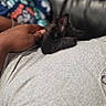 animal, black_kitten, blanket, casual, cat, closeup, comfort, couch, cozy, furniture, furry, gray_shirt, hand, human, indoor, pet, relaxation, resting, soft, warm